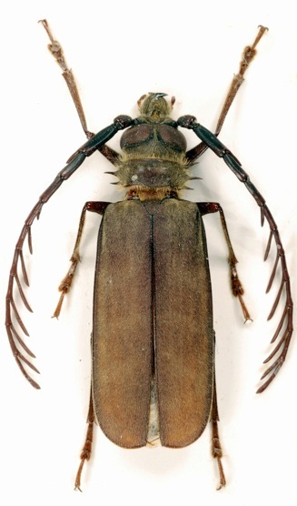 Anthracocentrus arabicus